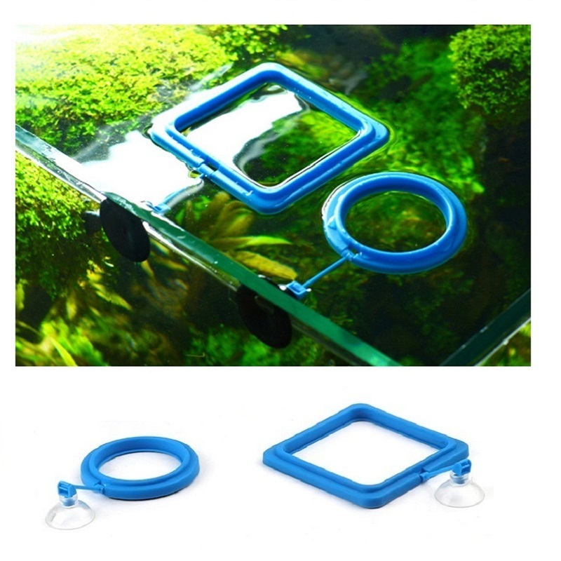 Tetra Fish In Aquarium - Fish Feeding Ring Feeder Fishing Equipment