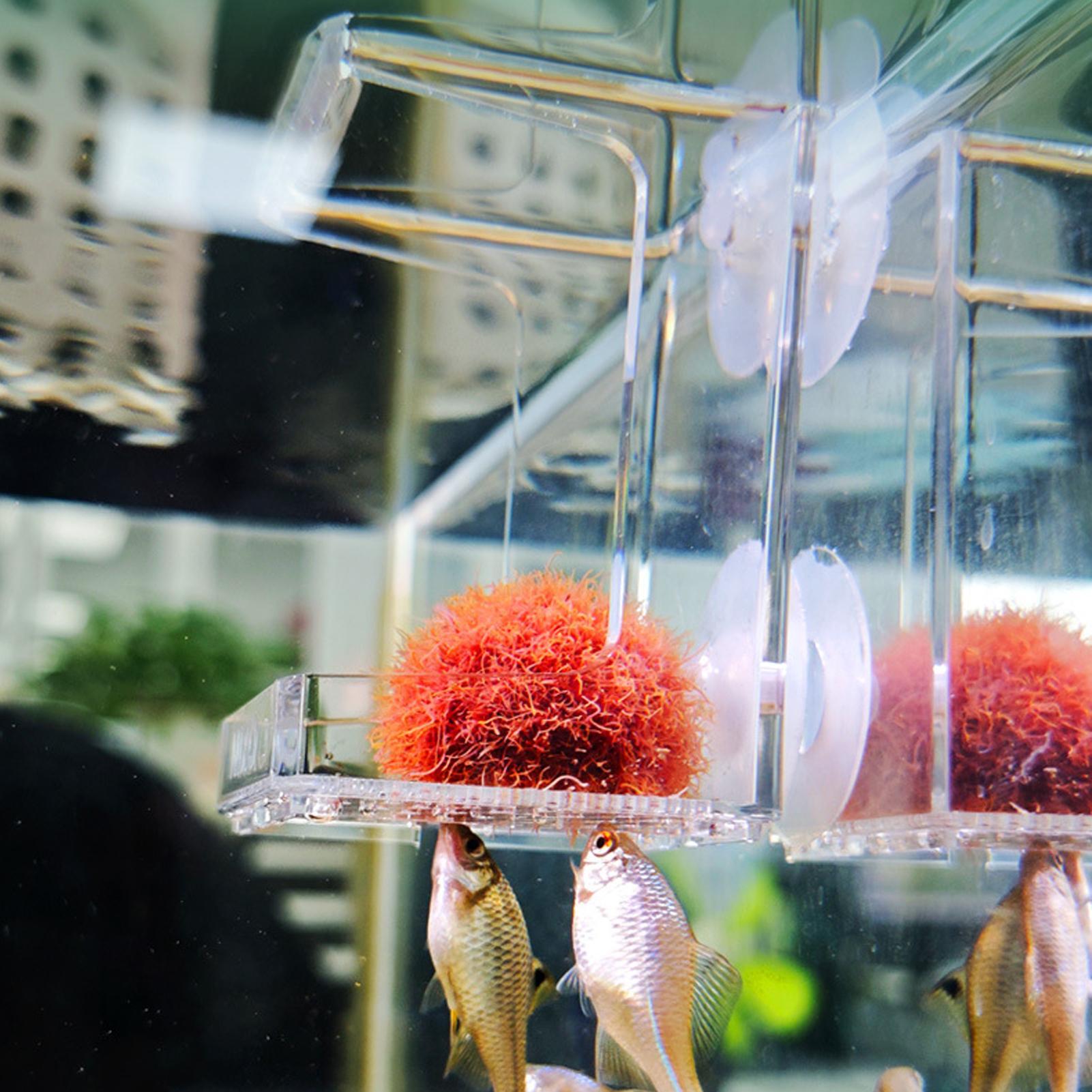 Tetra Fish In Aquarium - Aquarium Feeder Suction Cup Aquarium Feeder