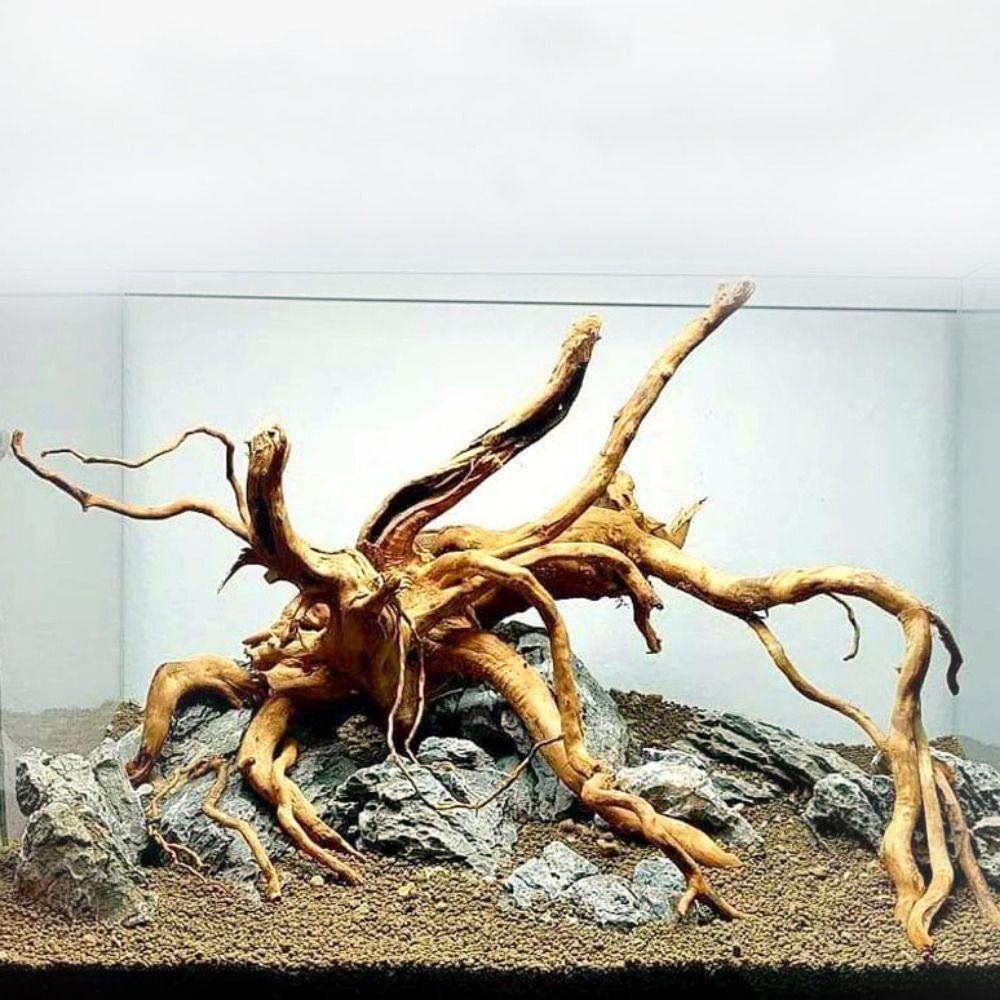 Aquarium Fish To Buy - 20-25CM Large Aquarium Driftwood Natural Fish