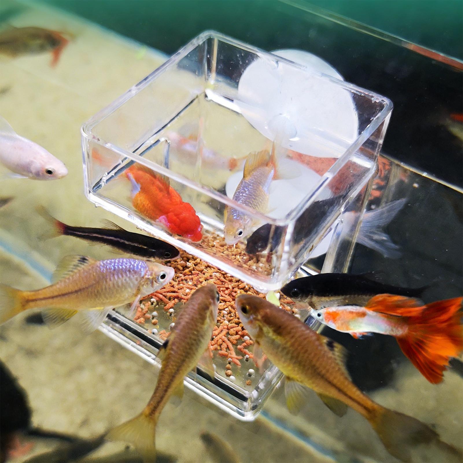 Aquarium Feeder Suction Cup Aq - Tetra Fish In Aquarium recension och pris