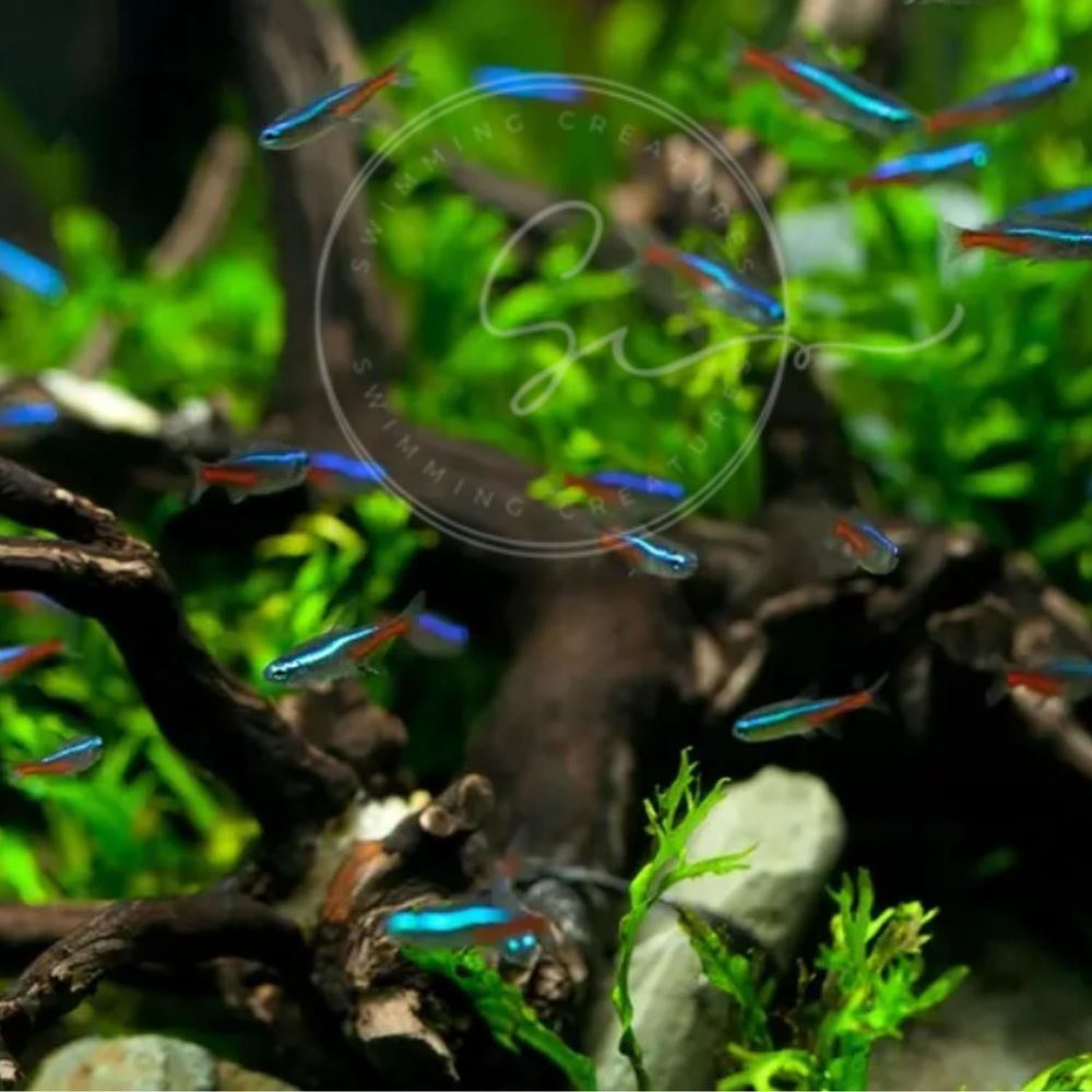 Freshwater Neon Tetra Fish (Si - Tetra Fish In Aquarium recension och pris