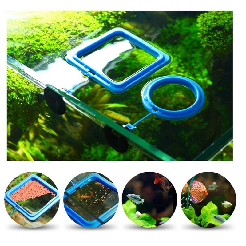 Fish Feeding Ring Feeder Fishi - Tetra Fish In Aquarium recension och pris